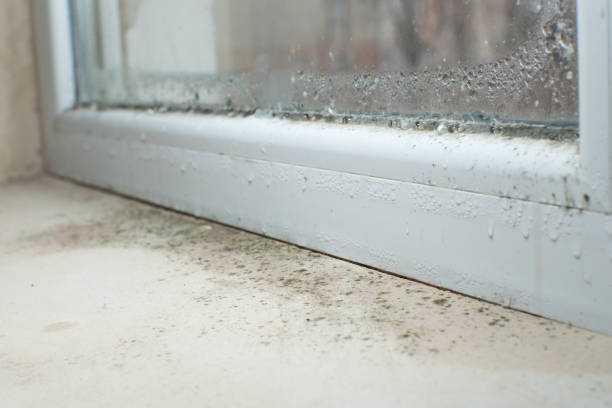 Environmental Consulting for Mold Prevention in Belleair Beach, FL